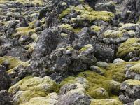 Fahrt durchs riesige þrainsskjaldarhraun Lavafeld